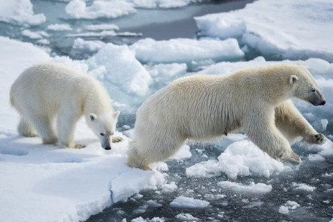 Hai mẹ con gấu trắng đang nhảy trên các tảng băng trôi. (Nguồn: Sputniknews)