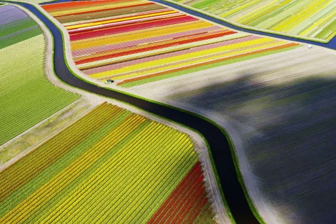 Cánh đồng hoa ở Hà Lan nhìn từ trên cao. (Nguồn: National Geographic Traveler) 