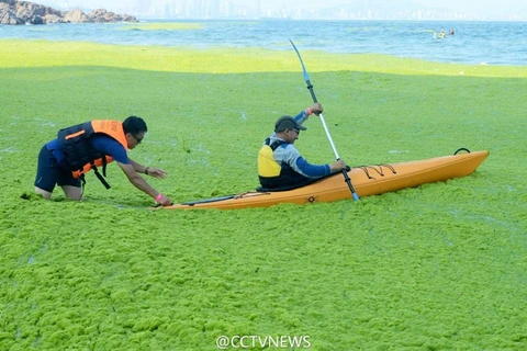 Nguyên nhân là do khu vực quanh bờ biển đang bị ô nhiễm và phủ kín mặt nước bởi tảo xanh dày đặc. (Nguồn: CCTVNews)