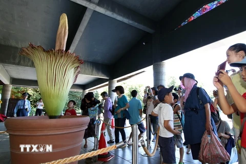 Hàng trăm người dân Nhật Bản và du khách đã tới vườn thực vật Jindai ở thủ đô Tokyo để chiêm ngưỡng cây xác thối (còn gọi là cây chân bê Titan) khổng lồ nở hoa. (Nguồn: AFP/TTXVN)