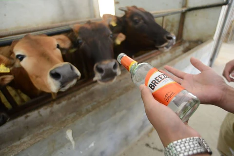 Một nông dân chăn nuôi bò ở thành phố Sâm Châu, tỉnh Hà Nam đã nổi tiếng khắp Trung Quốc sau khi anh tiết lộ bí quyết đặc biệt để duy trì đàn bò của mình khỏe mạnh và năng suất. (Nguồn: CCTVNews)