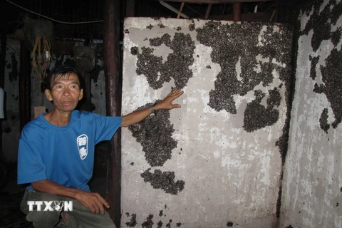 Bọ đậu đen bám dày đặc ở khắp mọi nơi trong nhà các hộ dân trên địa bàn xã Minh Long. (Ảnh: Đậu Tất Thành/TTXVN) 
