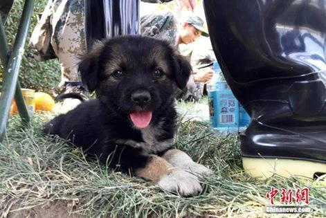 Sau 72 giờ bị vùi lấp trong đống đổ nát của vụ nổ hóa chất ở Thiên Tân, một chú chó con đã được cứu sống từ khu vực chịu ảnh hưởng nặng nề nhất.