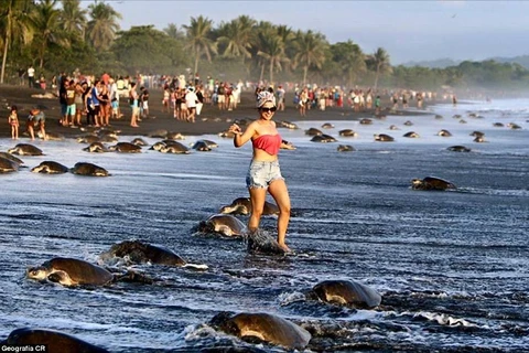 Người dân "vô tư" hủy hoại môi trường đẻ trứng của rùa biển
