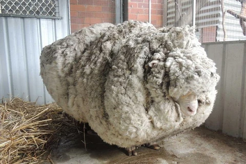 Chú cừu Chris trước khi cắt lông. (Nguồn: RSCPA ACT)