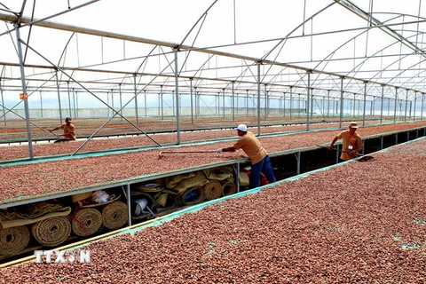 Công nhân làm việc tại nhà máy thu mua-lên men hạt cacao. (Ảnh: Thế Anh/TTXVN) 