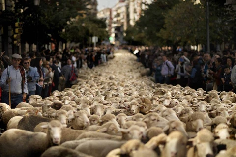 Những người chăn cừu Tây Ban Nha đã lùa 2.000 con cừu vào đường phố Madrid để biểu tình đòi quyền chăn thả và di cư cho loài cừu. 