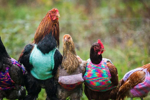 Những chiếc áo này có thể giúp gà mái giữ ấm và dễ dàng phân biệt các con với nhau. 