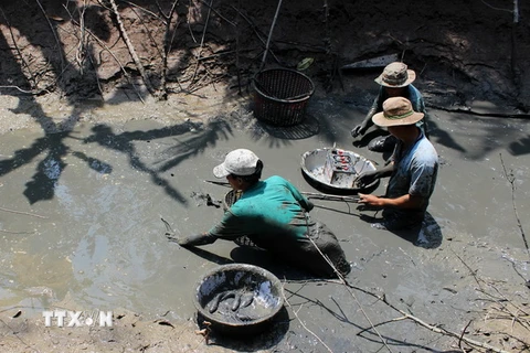 Đánh bắt cá đồng bằng điện ở Cà Mau. (Ảnh: Huỳnh Thế Anh/TTXVN)