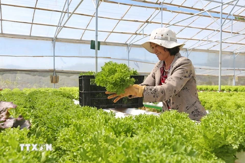 Chăm sóc vườn rau xà lách trồng trong nhà kính công nghệ cao chuẩn bị cho vụ Tết. (Ảnh: Nguyễn Dũng/TTXVN) 