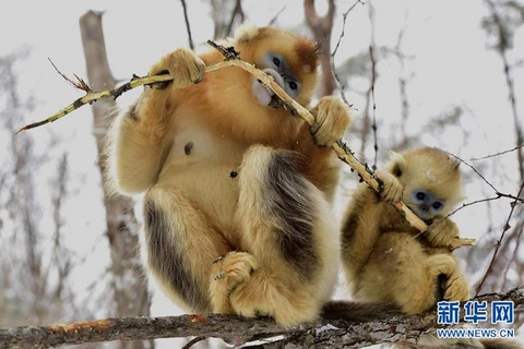 Những bức ảnh này được chụp trong khu bảo tồn của Trung tâm nghiên cứu khỉ lông vàng Dalongtan ở Shennongjia.