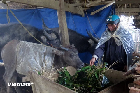 Lai Châu thiệt hại nặng nề do băng giá tàn phá. (Ảnh: Hải Sơn/Vietnam+)