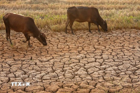 Những con bò đi tìm nước ngọt để uống trên cánh đồng khô hạn, nứt toác tại xã Đại Ân 2, huyện Trần Đề, tỉnh Sóc Trăng. 