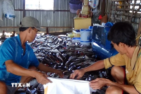  Cá chết hàng loạt, người nuôi cá ở La Ngà di dời đi nơi khác