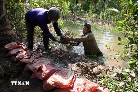 Nhiều hộ dân ở ấp Bình Xuân, xã Châu Bình, huyện Giồng Trôm phải đắp đất ngăn nước ngập mặn vào diện tích cây trồng. (Ảnh: Trần Việt/TTXVN) 