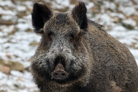 Nhật Bản đau đầu giải quyết nạn lợn rừng đột biến ở Fukushima