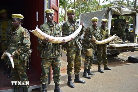 Binh sỹ Kenya chuyển ngà voi tới trụ sở KWS ở Nairobi ngày 15/4. (Nguồn: AFP/TTXVN) 