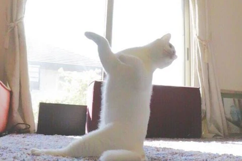 Sửng sốt vì chú mèo trình diễn ballet bằng 2 chân