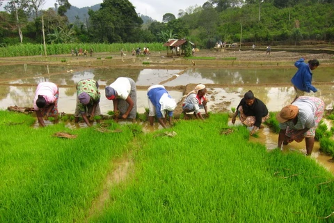 Myanmar đặt mục tiêu xuất khẩu 2 triệu tấn gạo trong tài khóa 2016