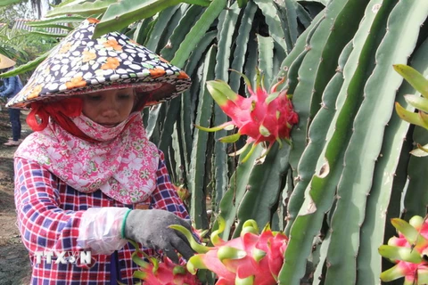 Cảnh báo lạm dụng thuốc tăng trưởng trong trồng thanh long