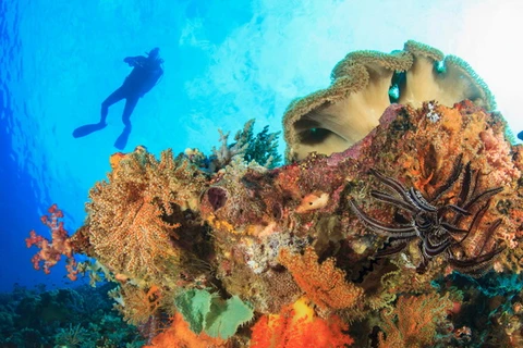 Phát hiện 15 khu vực "điểm sáng" về dải san hô ngầm trên thế giới