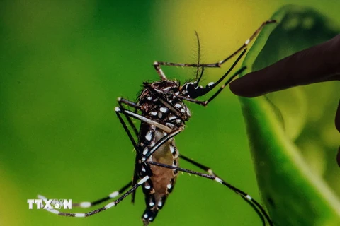 Muỗi Aedes, vật trung gian lây truyền virus Zika. (Nguồn: THX/TTXVN)