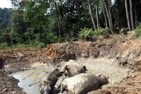 Các chú voi bị mắc kẹt trong ao bùn (Nguồn: Thestar.com.my)