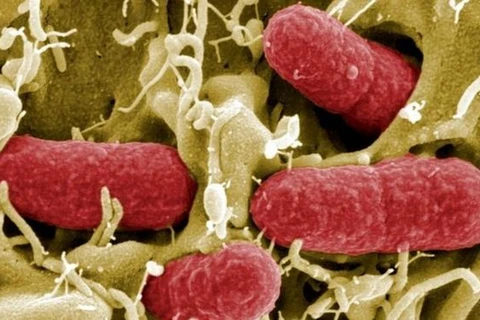 Bộ dụng cụ phát hiện nhanh vi khuẩn E.coli trong nước