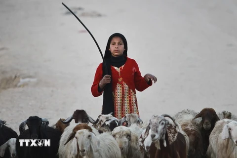 Một em nhỏ Palestine chăn cừu tại khu vực Al-Nusirat ở Dải Gaza. (Nguồn: EPA/TTXVN) 