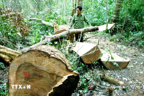 Hiện trường vụ phá rừng phòng hộ huyện Vĩnh Thạnh. (Ảnh: Nguyên Linh/TTXVN) 