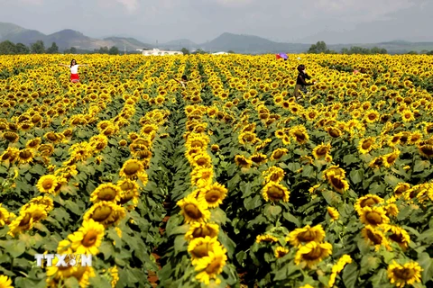 Hàng nghìn người đổ xô về cánh đồng hoa hướng dương ở Nghệ An