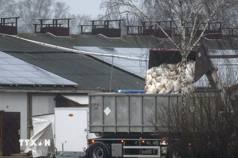 Nhà chức trách Đức tiến hành tiêu hủy gia cầm nhằm ngăn chặn sự lây nhiễm virus cúm H5N8 tại một trang trại gần Doetlingen, Lower Saxony, Đức. (Nguồn: EPA/TTXVN) 