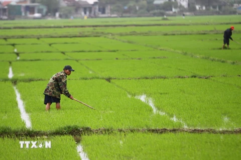 Nông dân Đồng bằng sông Cửu Long vui mừng vì lúa Đông Xuân được giá