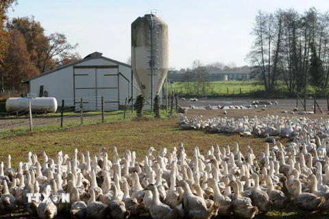 Vịt nuôi tại một trang trại ở Benesse-Maremne, tây nam Pháp. (Nguồn: AFP/TTXVN) 