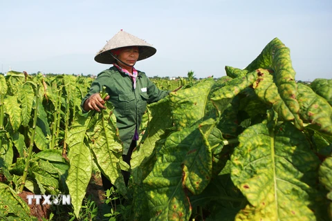 Rộn ràng mùa thuốc lào