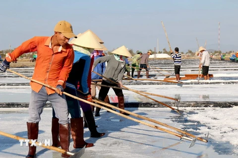 [Photo] Diêm dân Bình Thuận vào cao điểm thu hoạch vụ muối chính