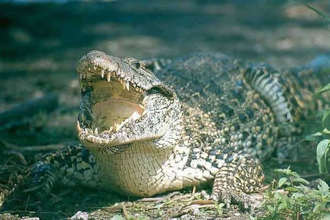 Thụy Điển giúp Cuba bảo tồn loài cá sấu có nguy cơ tuyệt chủng