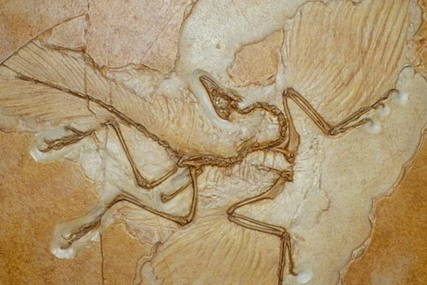 Hóa thạch này của một loài chim nhỏ có niên đại khoảng 115 triệu năm. (Nguồn: The Guardian)