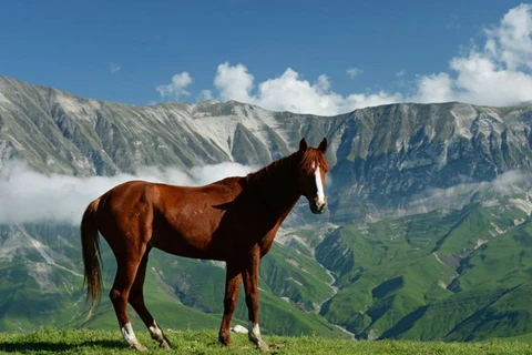 Một chú ngựa đứng trên bãi cỏ tuyệt đẹp ở làng Benoi, Cộng hòa Chechnya, Liên bang Nga.(Nguồn: sputniknews)