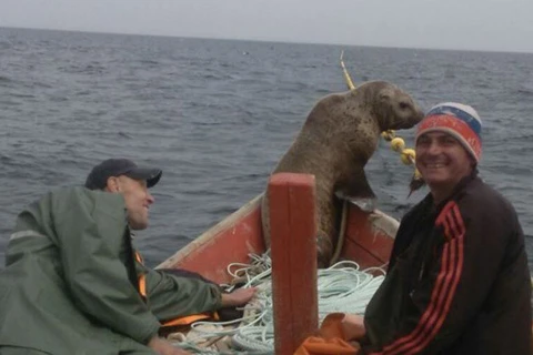 Andrey Permyakov và người bạn đồng hành đang ra khơi trên một chiếc thuyền thì bỗng nghe thấy một tiếng động lạ. Cả 2 đã khá bất ngờ khi biết âm thanh đó được tạo ra bởi một chú hải cẩu đang cố gắng leo lên thuyền để du hành cùng họ. (Nguồn: rt)