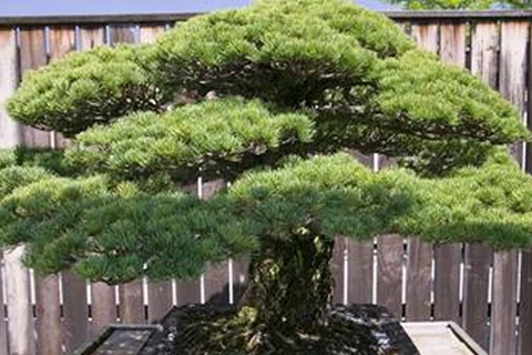 Chậu bonsai 390 tuổi hiện đang ở trong Vườn thực vật quốc gia ở miền Đông Bắc Washington (Mỹ). (Nguonf: jewishbusinessnews)