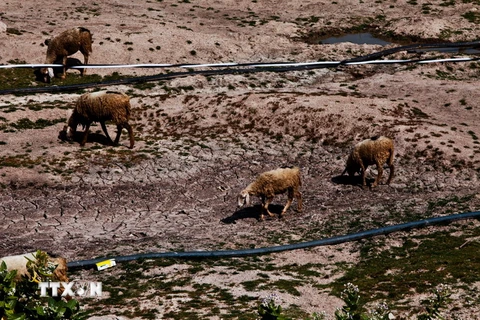 Những cánh đồng cỏ ở huyện Ninh Hải bị khô cạn vì hạn hán kéo dài. Đàn cừu nơi đây cũng trở nên xơ xác vì thiếu nước. (Ảnh: Trọng Đạt/TTXVN)
