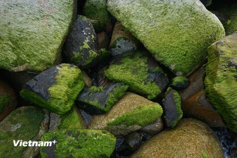 Theo người dân địa phương, từ khoảng thời gian sau tết Âm lịch, trên kè đá tại bờ biển khu vực này bỗng xuất hiện một bãi rêu xanh hoàn toàn tự nhiên. (Ảnh: Tùng Lâm/Vietnam+)