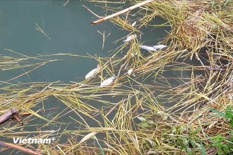 Một vụ cá chết bất thường đã xảy ra tại 2 ao cá của người dân tại xóm Quà, xã Yên Lập, huyện Cao Phong, tỉnh Hòa Bình. (Ảnh: Võ Phương/Vietnam+)