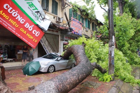 Bão to khiến cây đổ vào xe đang di chuyển trên phố Hai Bà Trưng. (Ảnh: Minh Sơn/Vietnam+) 