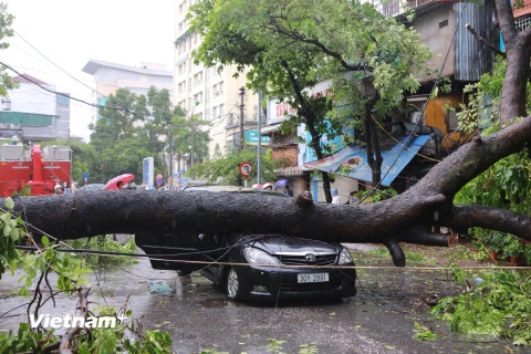 Một cây to bất ngờ đổ xuống đè bẹp chiếc xe ôtô biển 30Y-2891. (Ảnh: Minh Sơn/Vietnam+)