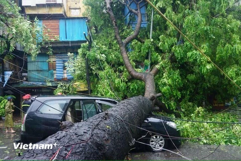 Gió hạ gục nhiều cây cổ thụ lớn gây nguy hiểm cho các phương tiện lưu thông. (Ảnh: Minh Sơn/Vietnam+)