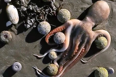 Sinh vật biển chết hàng loạt ở bán đảo Kamchatka.(Nguồn:polarjournal)