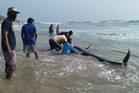 Giải cứu cá voi mắc cạn ở Sri Lanka (Nguồn:AFP)