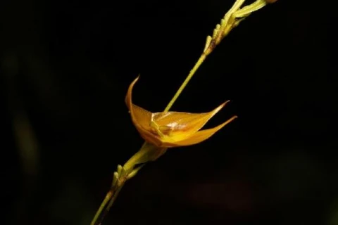 Hình ảnh loài phong lan quý hiếm (Nguồn:Arabnews.fr)
